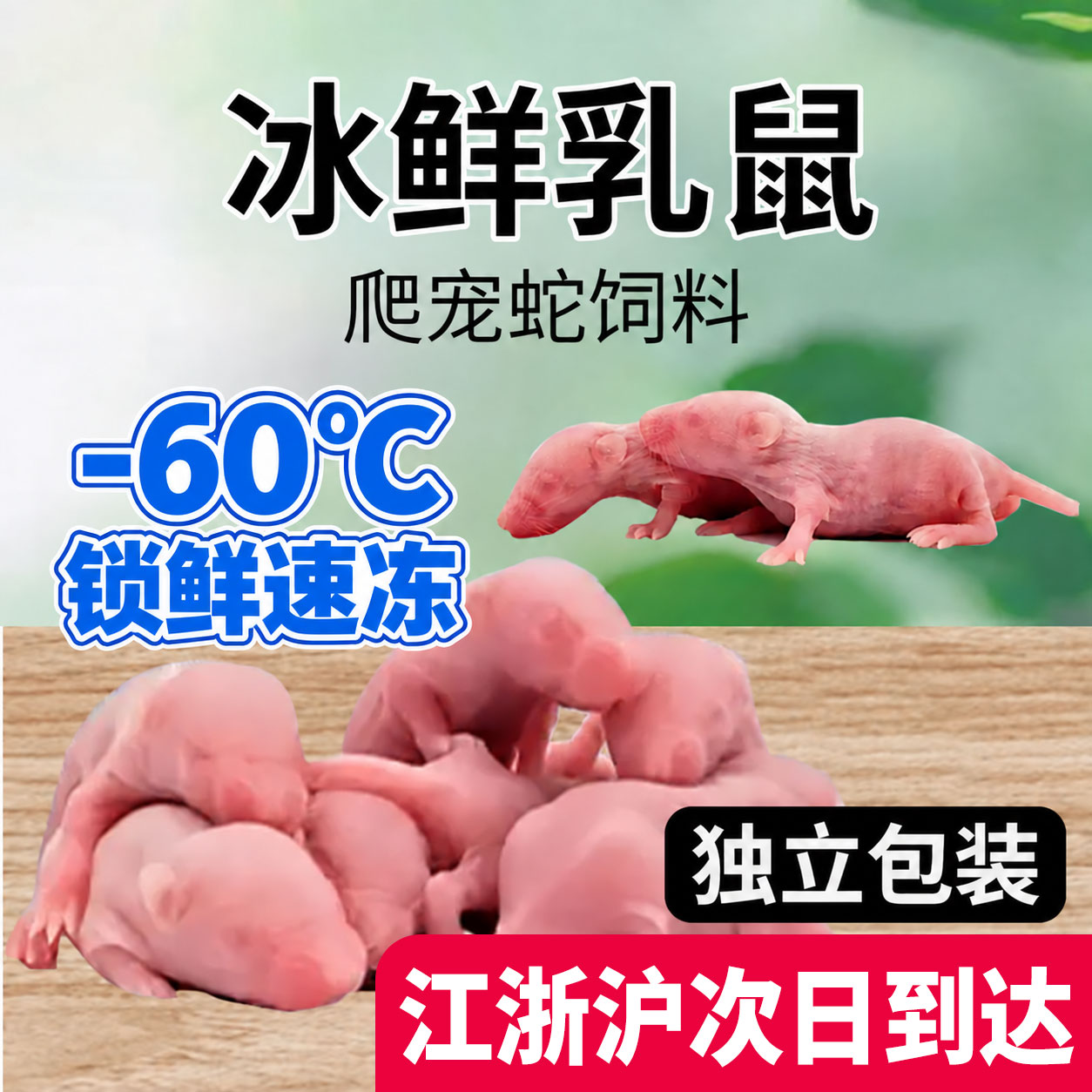 活体爬虫乳鼠无菌喂角蛙粮