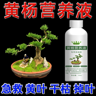 黄杨树营养液小叶雀舌黄杨盆景肥料专用肥叶面肥叶子发黄干枯掉叶