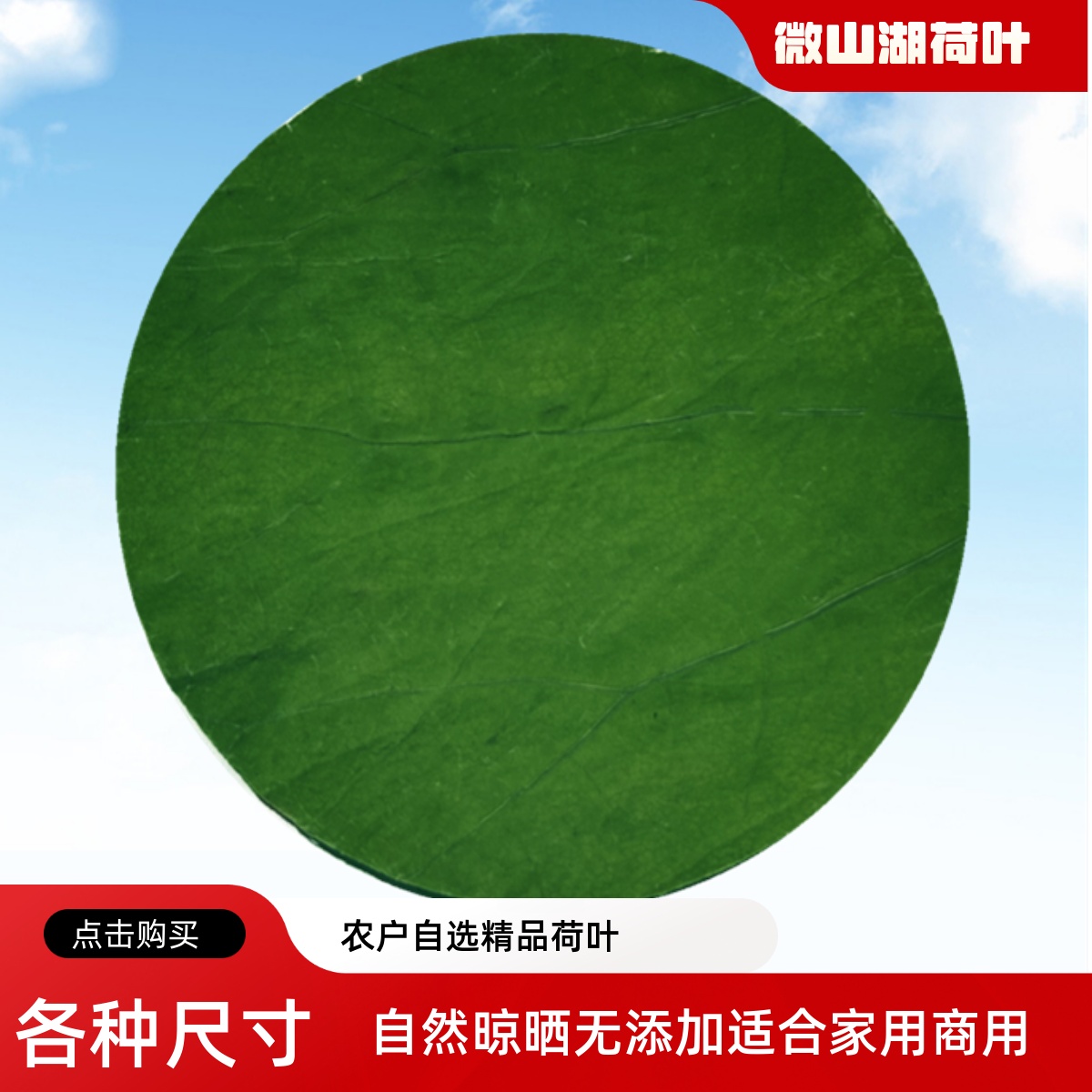 微山湖荷叶整张新鲜干荷叶圆片切片包糯米鸡专用各种尺寸木桶饭