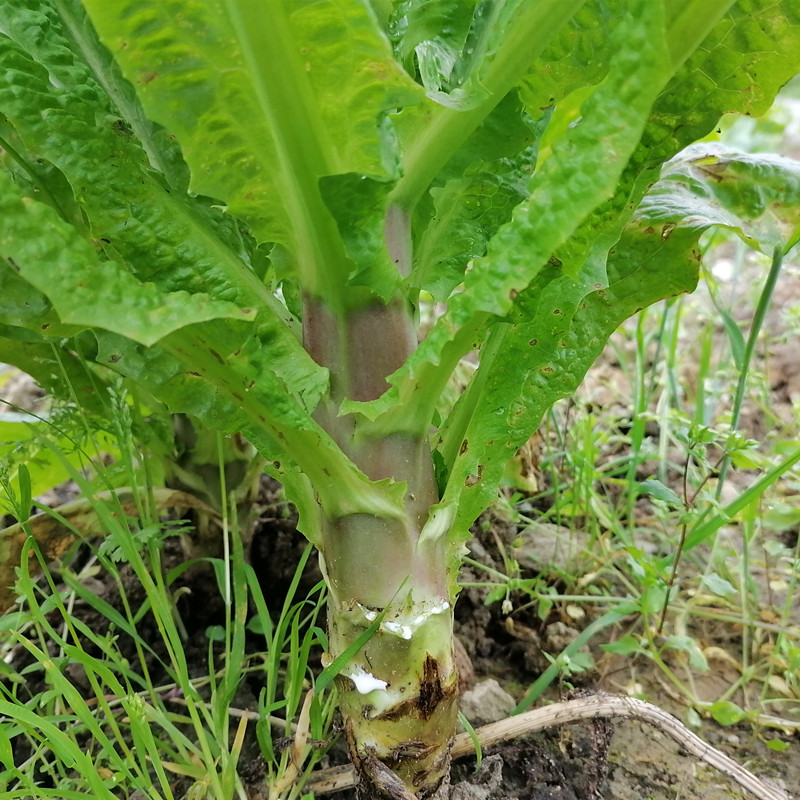 重庆农家露天自种莴笋清脆绿皮青笋新鲜紫皮莴苣应季蔬菜8斤包邮