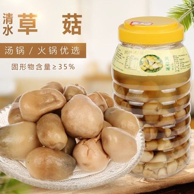 滑子菇食用菌菇罐瓶草菇汤锅火锅杂菌桶装瓶装商用3000g/桶包邮