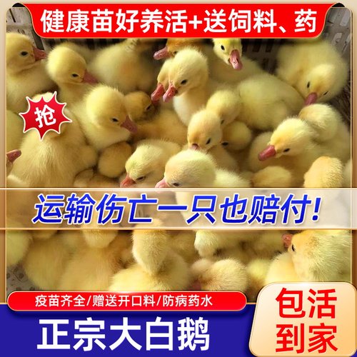 10只大白鹅苗小鹅大白鹅苗四季鹅大三花鹅高产蛋鹅苗宠物鹅
