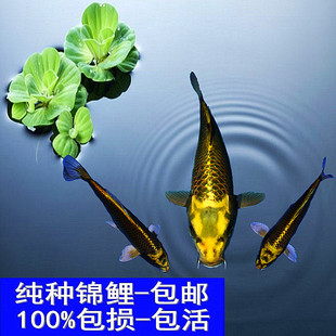观赏鱼纯种日本锦鲤古代黄金锦鲤古黄金锦鲤宠物活体风水鱼冷水鱼