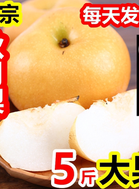 正宗秋月梨新鲜水果冰糖梨子山东特产5斤1批包邮莱阳秋月梨礼盒