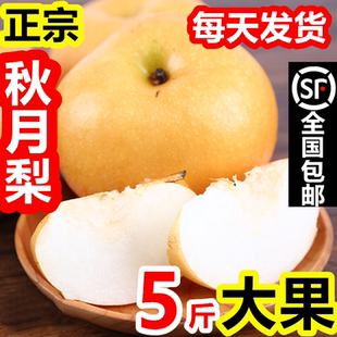 正宗秋月梨新鲜水果冰糖梨子山东特产5斤1批包邮莱阳秋月梨礼盒