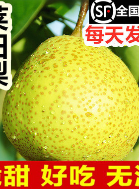 莱阳梨正宗山东莱阳慈梨5斤新鲜水果照旺庄包邮批10礼盒南果水梨