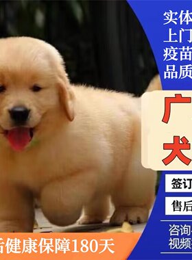 广州佛山犬舍纯种金毛幼犬赛级双血统金毛犬中大型犬活体宠物狗