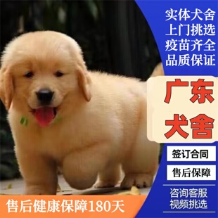 广州佛山犬舍纯种金毛幼犬赛级双血统金毛犬中大型犬活体宠物狗