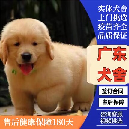 广州佛山犬舍纯种金毛幼犬赛级双血统金毛犬中大型犬活体宠物狗