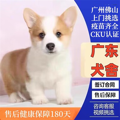【广东犬舍】柯基犬幼犬纯种小型犬宠物狗狗三双色短腿柯基犬