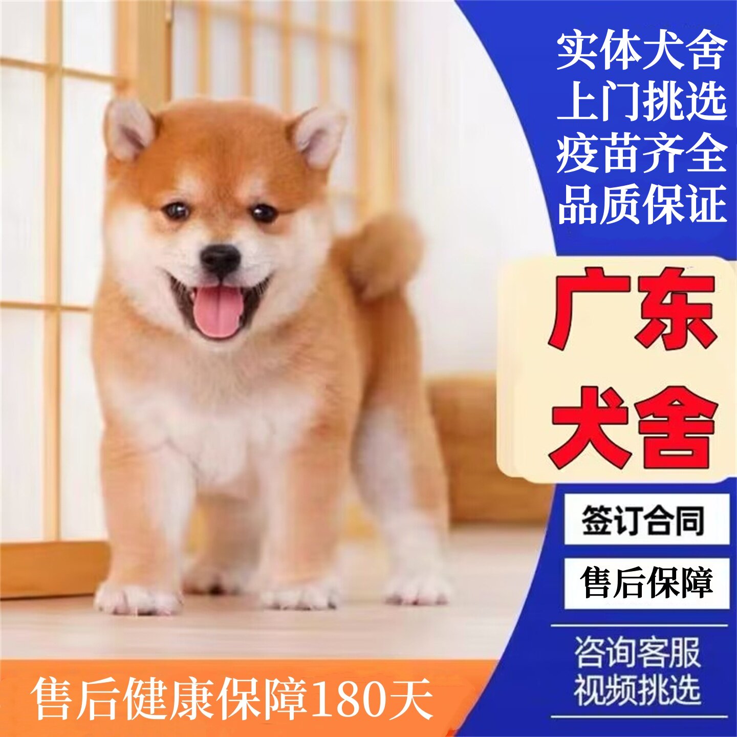 广州佛山犬舍纯种日本柴犬幼犬赤柴黑柴白色豆柴双血统宠物狗活体