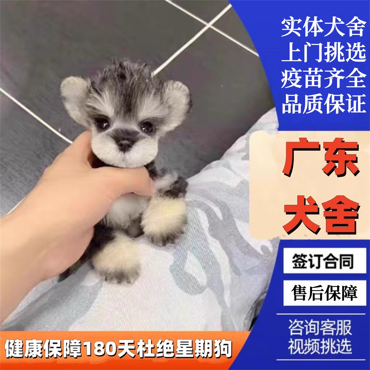 广州佛山犬舍纯种雪纳瑞幼犬小型狗狗