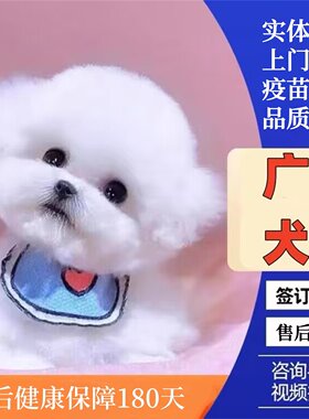 广州佛山犬舍纯种比熊幼犬活体白色韩系小体法国卷毛小型犬宠物狗