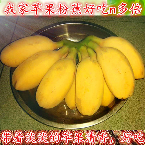 新鲜当季整箱包邮海南大芭焦香蕉