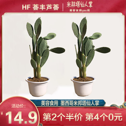 墨西哥米邦塔食用植物食用仙人掌