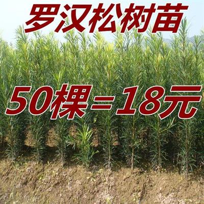 罗汉松树苗 盆景树桩造型 造林征地苗木 绿植观叶庭院植物