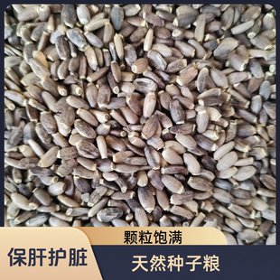 鹦鹉鸟食奶蓟子天然水飞蓟籽牡丹玄凤小太阳和尚奖励粮增强体质