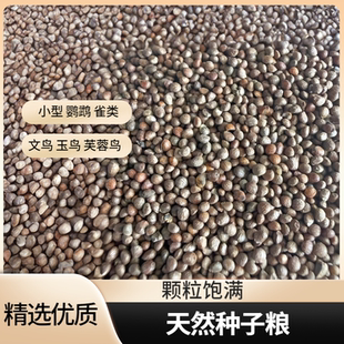 紫苏子鸟食 鹦鹉芙蓉鸟 玉鸟文鸟 金丝雀 黄鸟 金青 鸟粮饲料鸟食