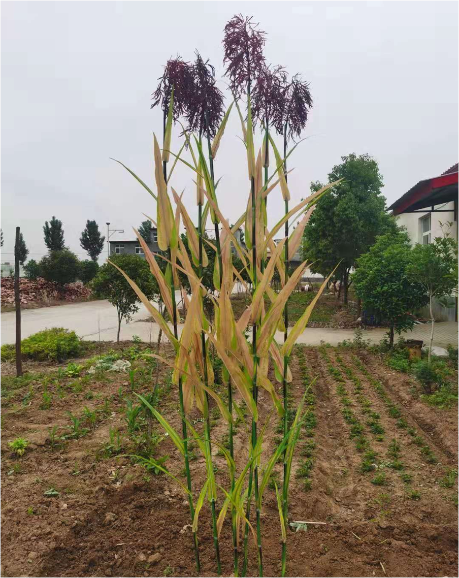 仿真高粱红高粱假植物摆件农家乐田园风拍戏道具假绿植装饰农作物