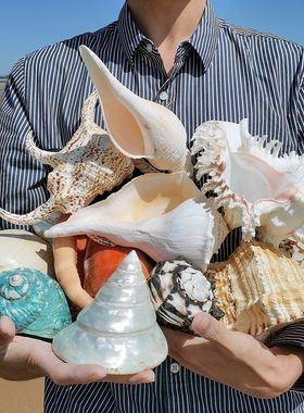 超大海螺贝壳摆件背景墙家居装饰原生缸造景听海声音礼物标本收藏