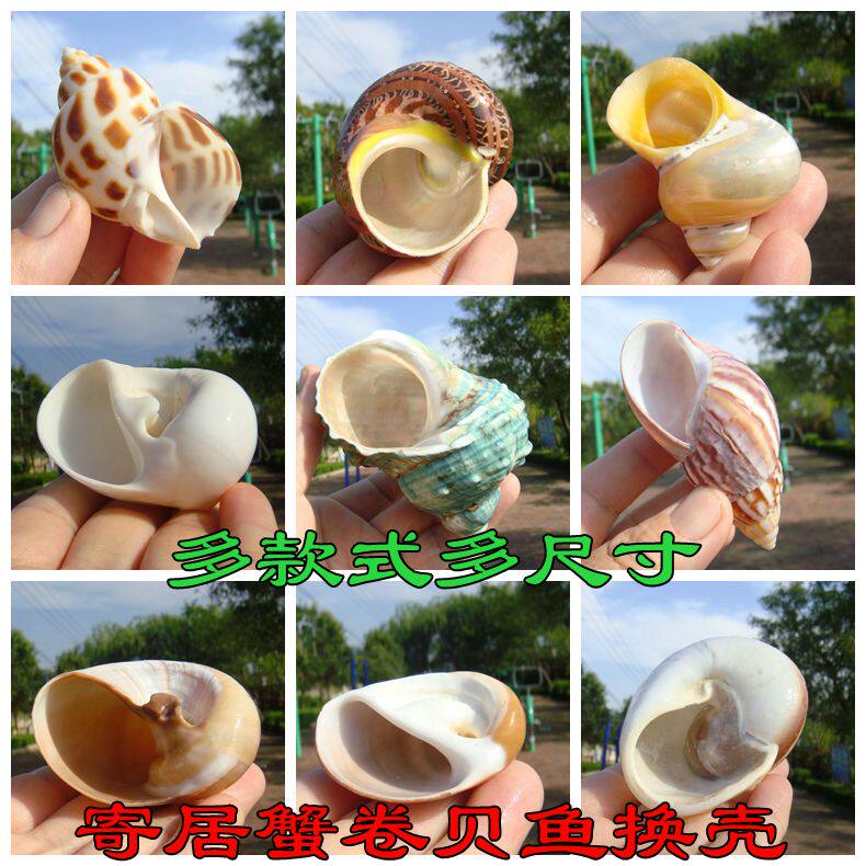 天然海螺贝壳水族装饰寄居蟹壳替换壳三湖慈鲷鱼躲避屋卷贝鱼专用