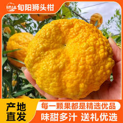 陕西旬阳特产狮头柑丑八怪皇帝柑贡柑橘子新鲜水果桔子现摘5/10斤