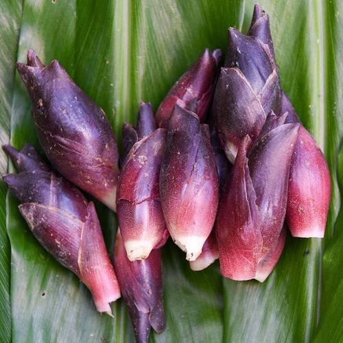 陕西特产洋荷姜阳荷姜新鲜现挖洋姜洋荷腌制农家洋河姜洋火姜蔬菜