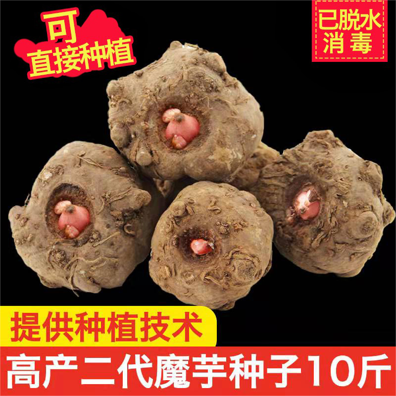 云南高山魔芋种一代二代种籽白魔芋花魔芋种出芽率高脱水消毒包邮