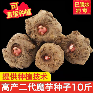 云南高山魔芋种一代二代种籽白魔芋花魔芋种出芽率高脱水消毒包邮