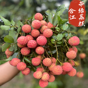 正宗合江荔枝带绿观音绿先进奉自家栽种现摘现发空运包邮
