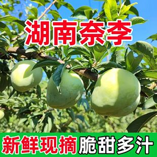 湖南奈李新鲜青皮油奈李子水果现摘现发脆甜多汁脱骨李子郴州特产