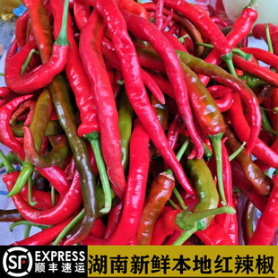 湖南本地红辣椒老品种新鲜现摘二荆条紫红中辣线椒泡剁椒顺丰包邮