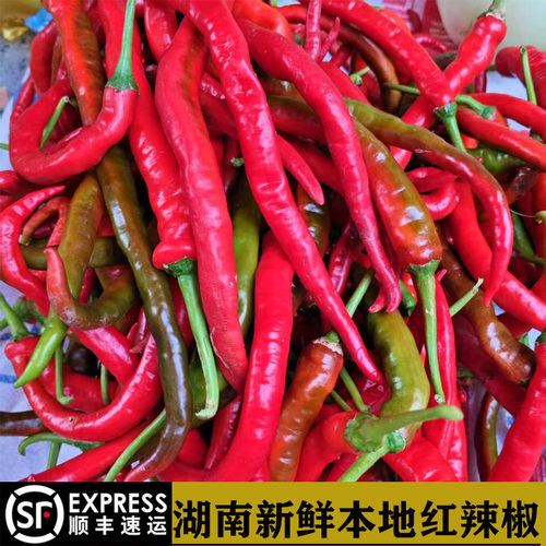 湖南本地红辣椒老品种新鲜紫红