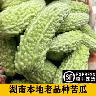 湖南新鲜本地白苦瓜农家自种老品种露天珍珠白玉苦瓜现摘现发凉瓜