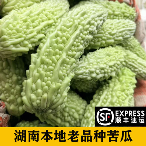 湖南新鲜本地白苦瓜农家种老品种
