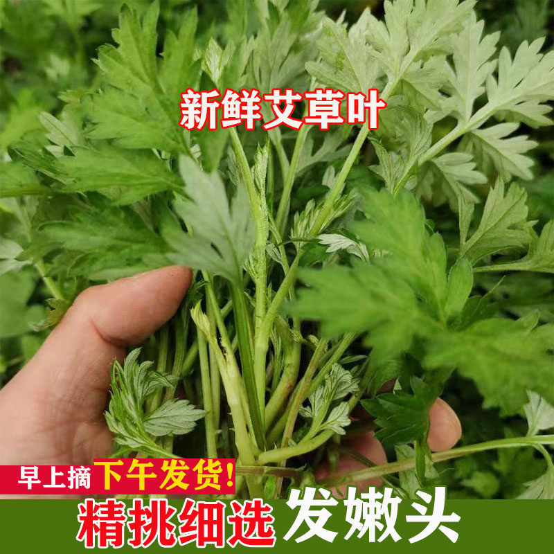 新鲜野生艾草叶艾青叶食用艾蒿清明果糍粑嫩头艾青团当季现摘现发