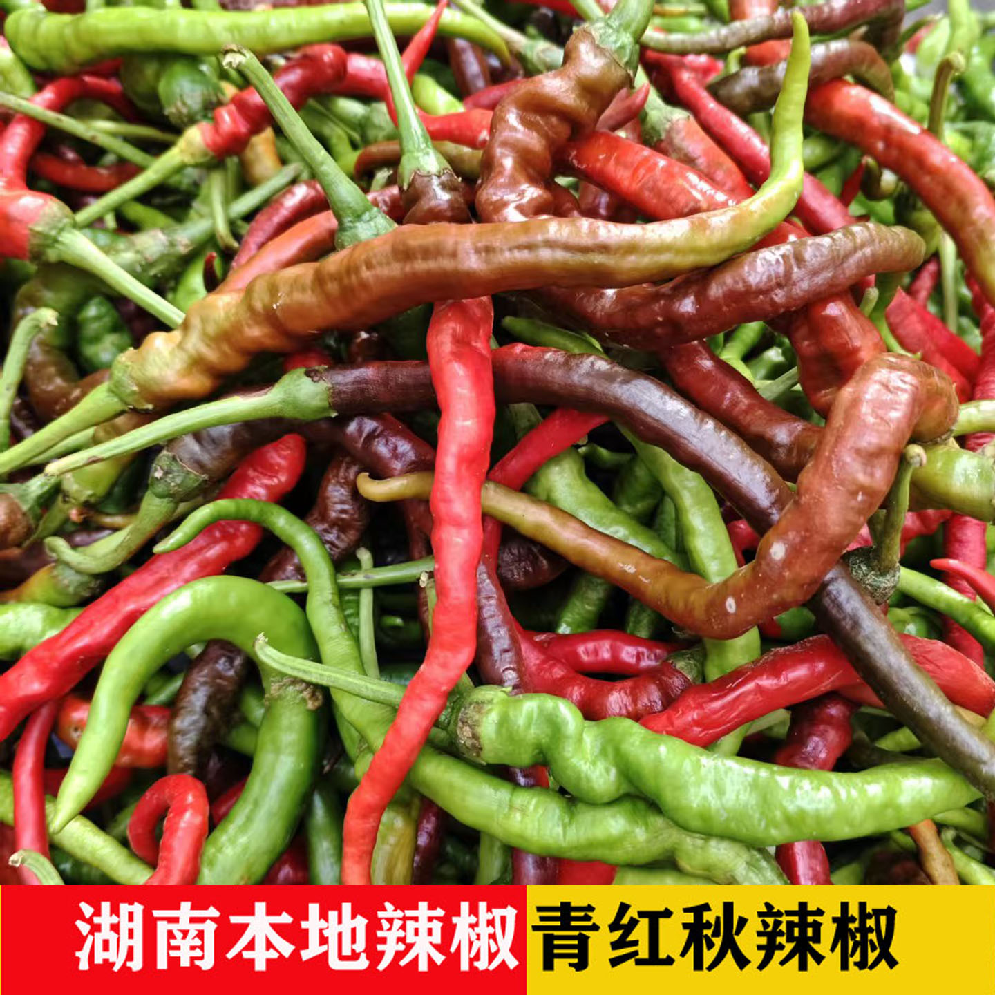 湖南正宗本地新鲜辣椒青乌红辣椒