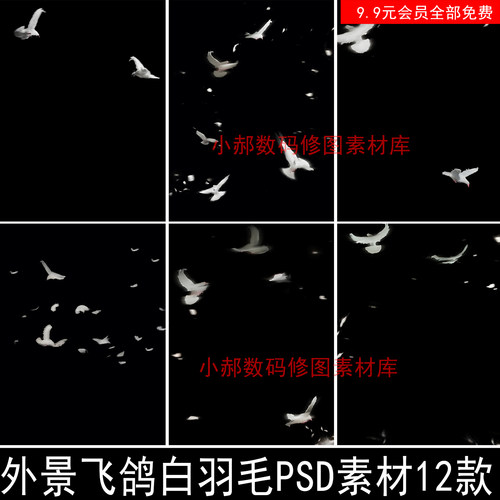 影楼婚纱写真梦幻飞舞飘落飞鸽白羽毛PSD素材设计白色鸽子PSD模板