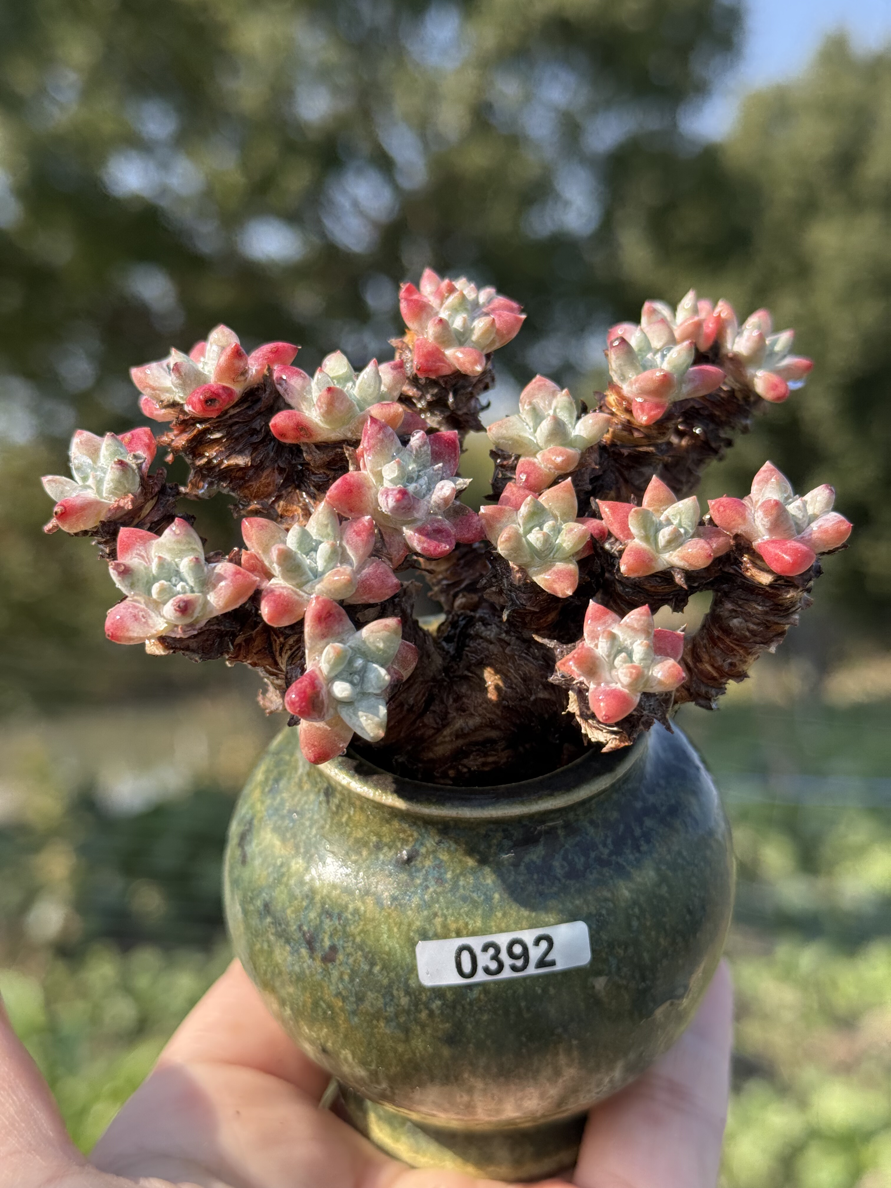 含盆，丸叶白菊多肉植物精控养小精品多肉老桩一物一拍