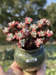 含盆，丸叶白菊多肉植物精控养小精品多肉老桩一物一拍