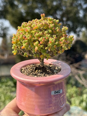 含盆，金桔糖球金橘糖球枝干番杏小树形老桩多肉植物一物一拍