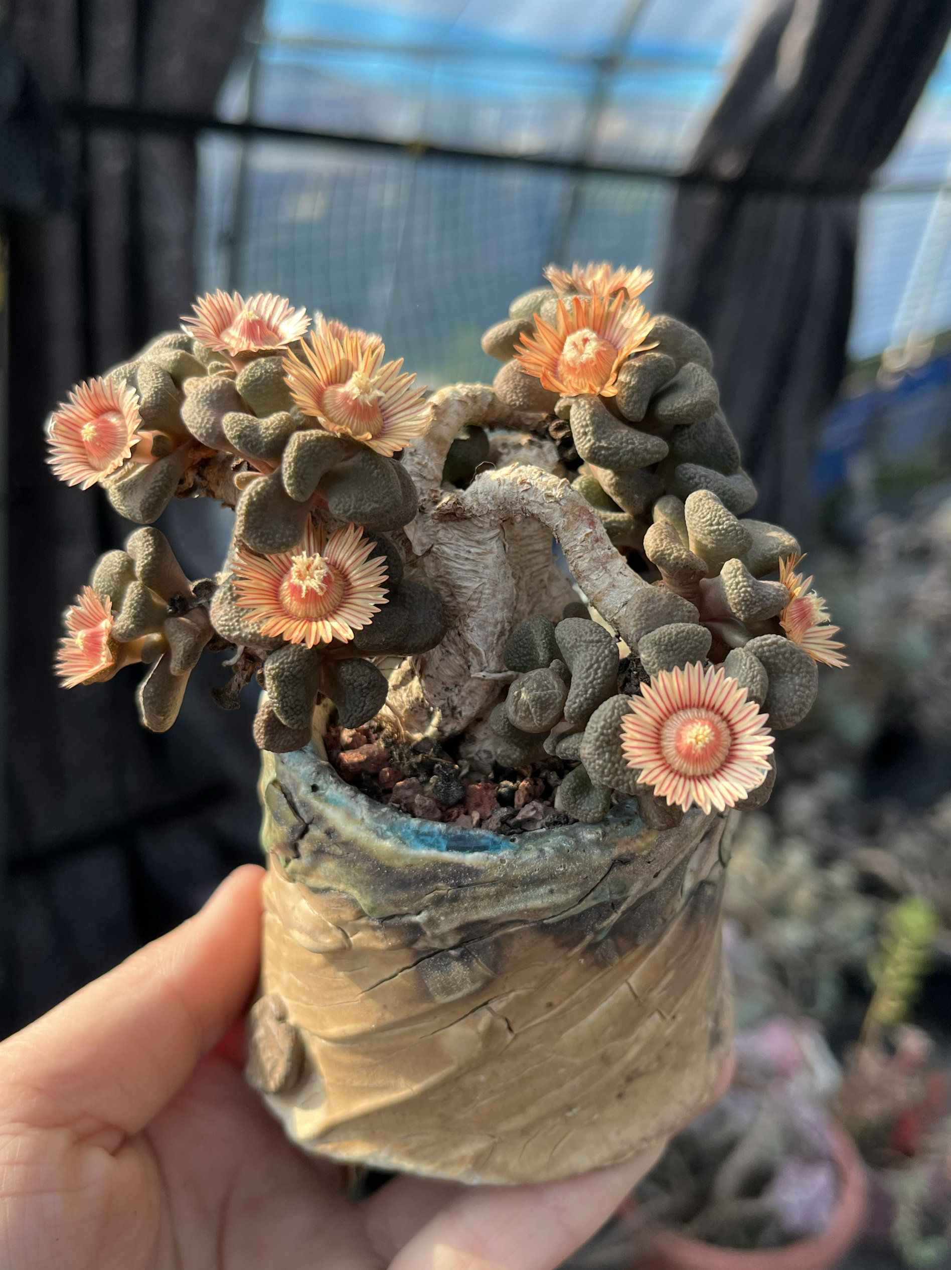 含盆，唐扇大块根多肉植物大箩卜老桩迷你小老桩 一物一拍