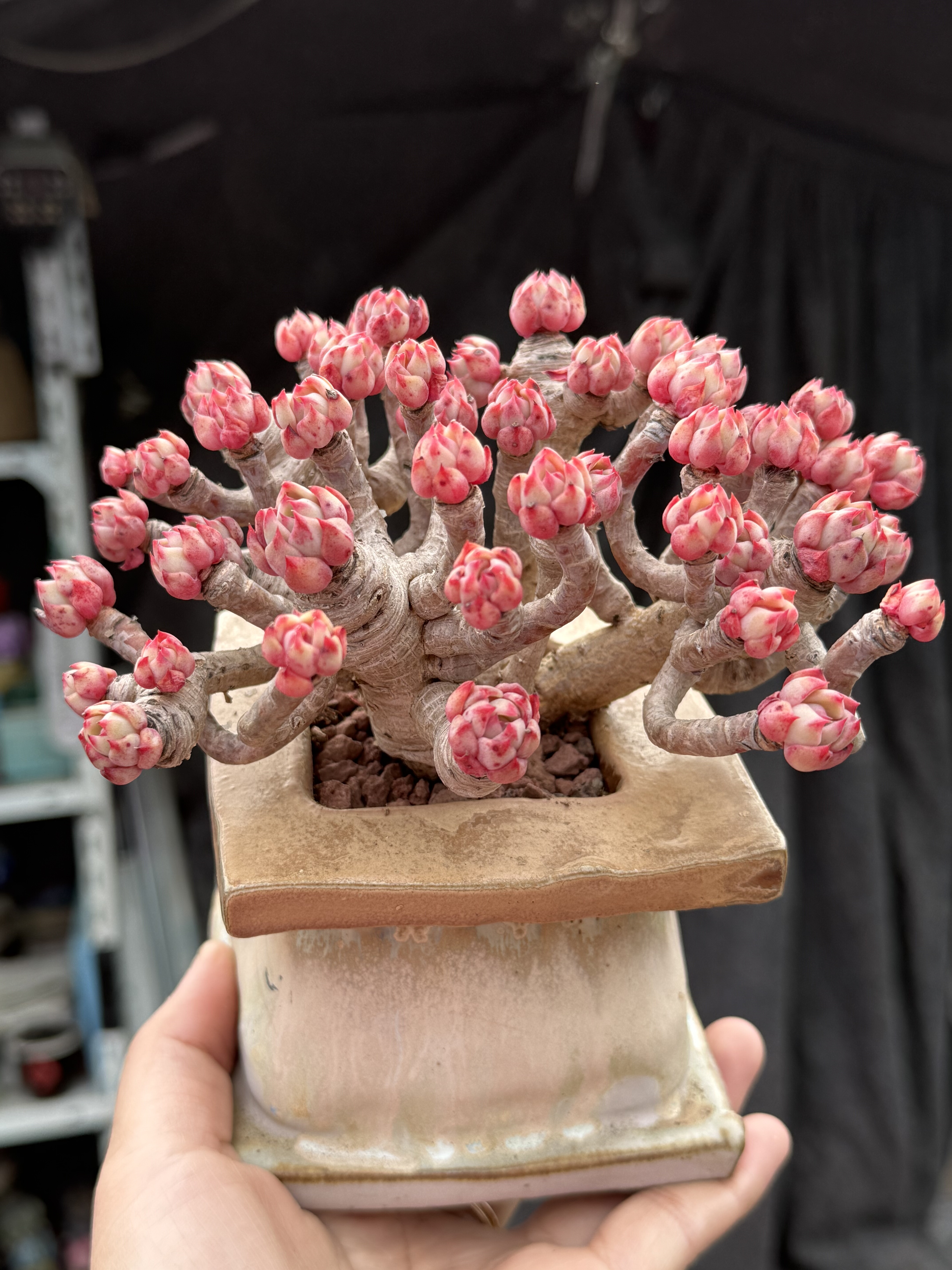 娜娜小勾多肉植物群生多头控养木质小老桩手捧花  一物一拍