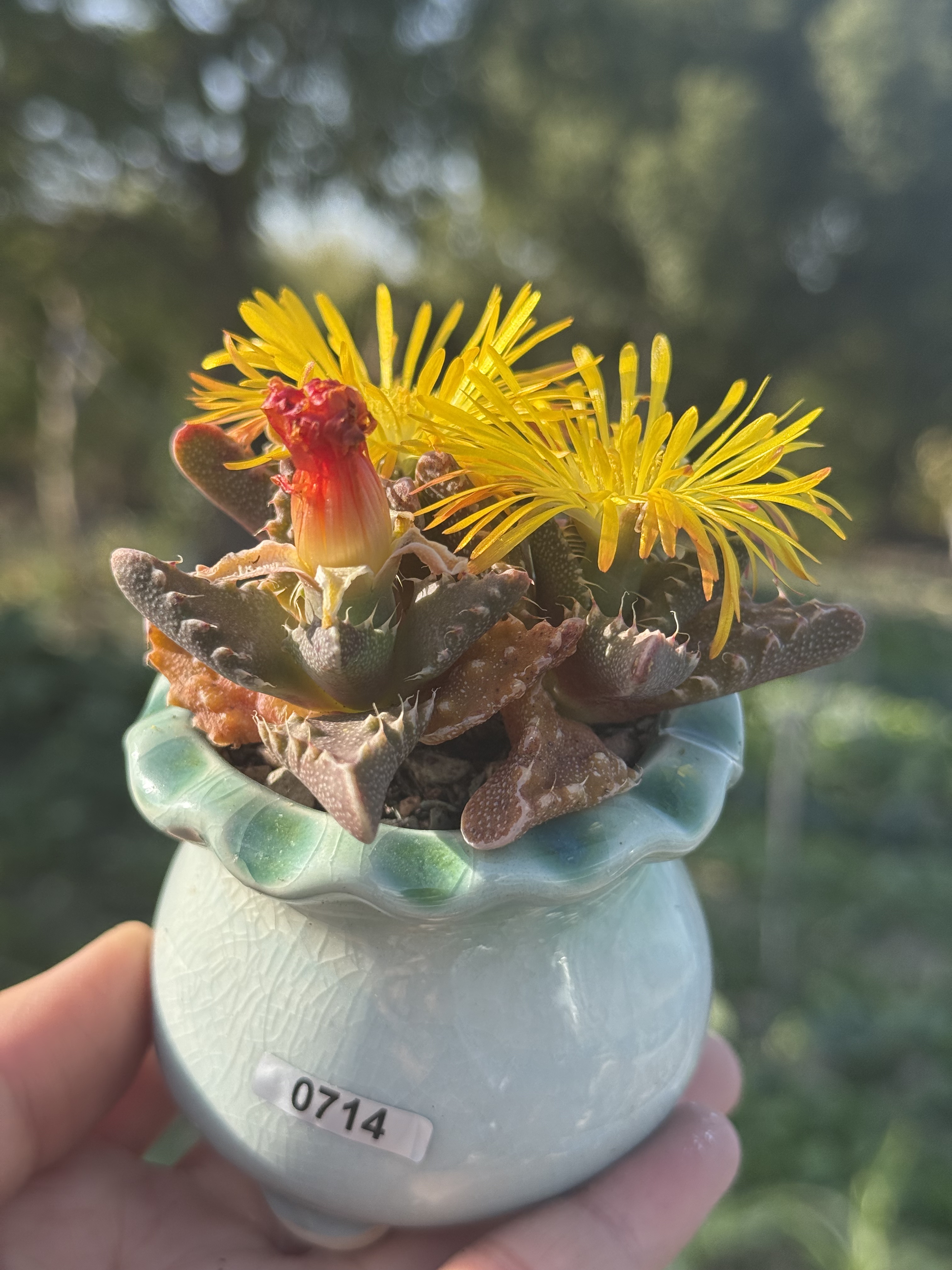怒涛狂澜怒涛鲨鱼嘴群生悬崖老桩四海波多肉植物一物一拍