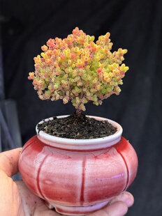 含盆，实生蜜橘糖球蜜桔枝干番杏小树形悬崖老桩多肉植物一物一拍