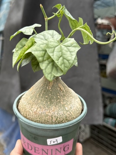 银叶睡布袋 钱袋子葫芦科块根爬藤球状盆栽多肉植物一物一拍