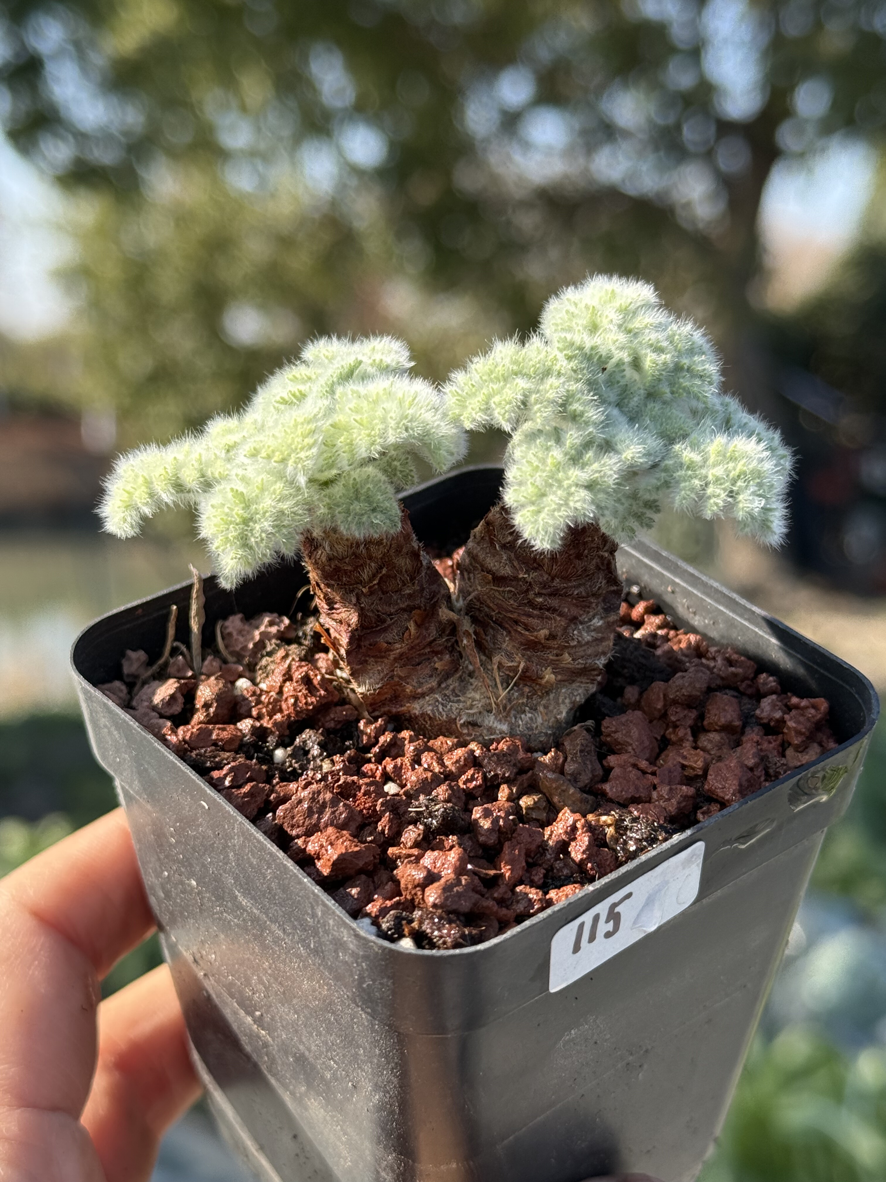 羽叶洋葵大块根多肉植物老桩一物一拍