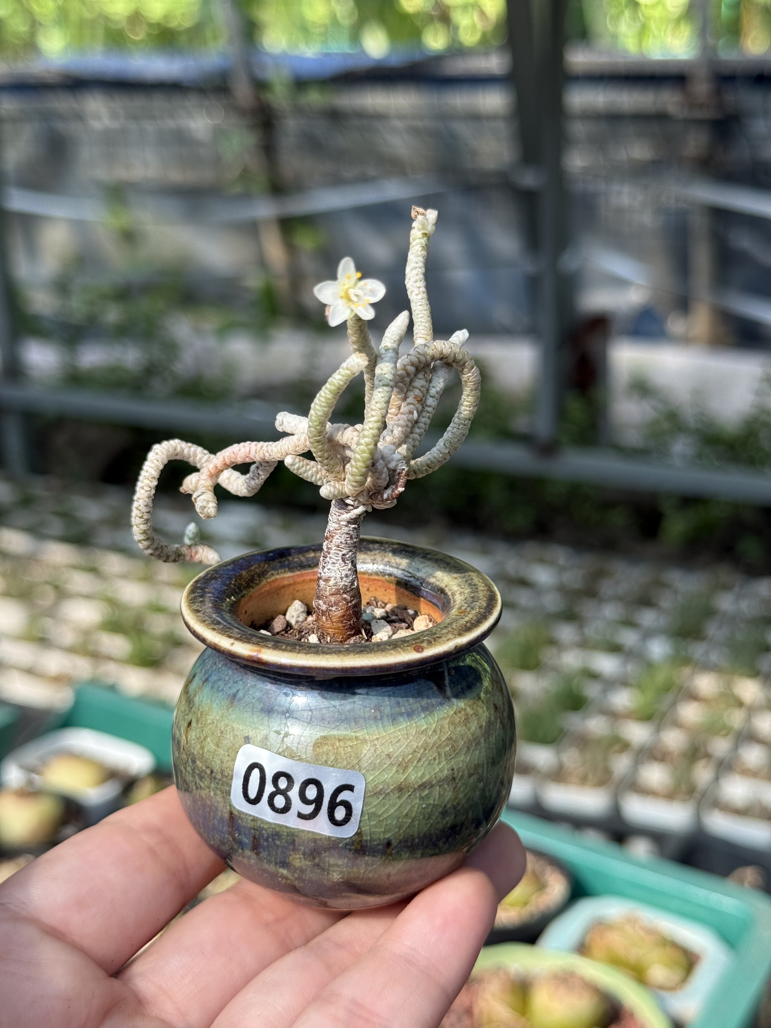 银蚕多肉植物马齿苋科回欢草属实生块根老桩软毛可爱多肉一物一拍