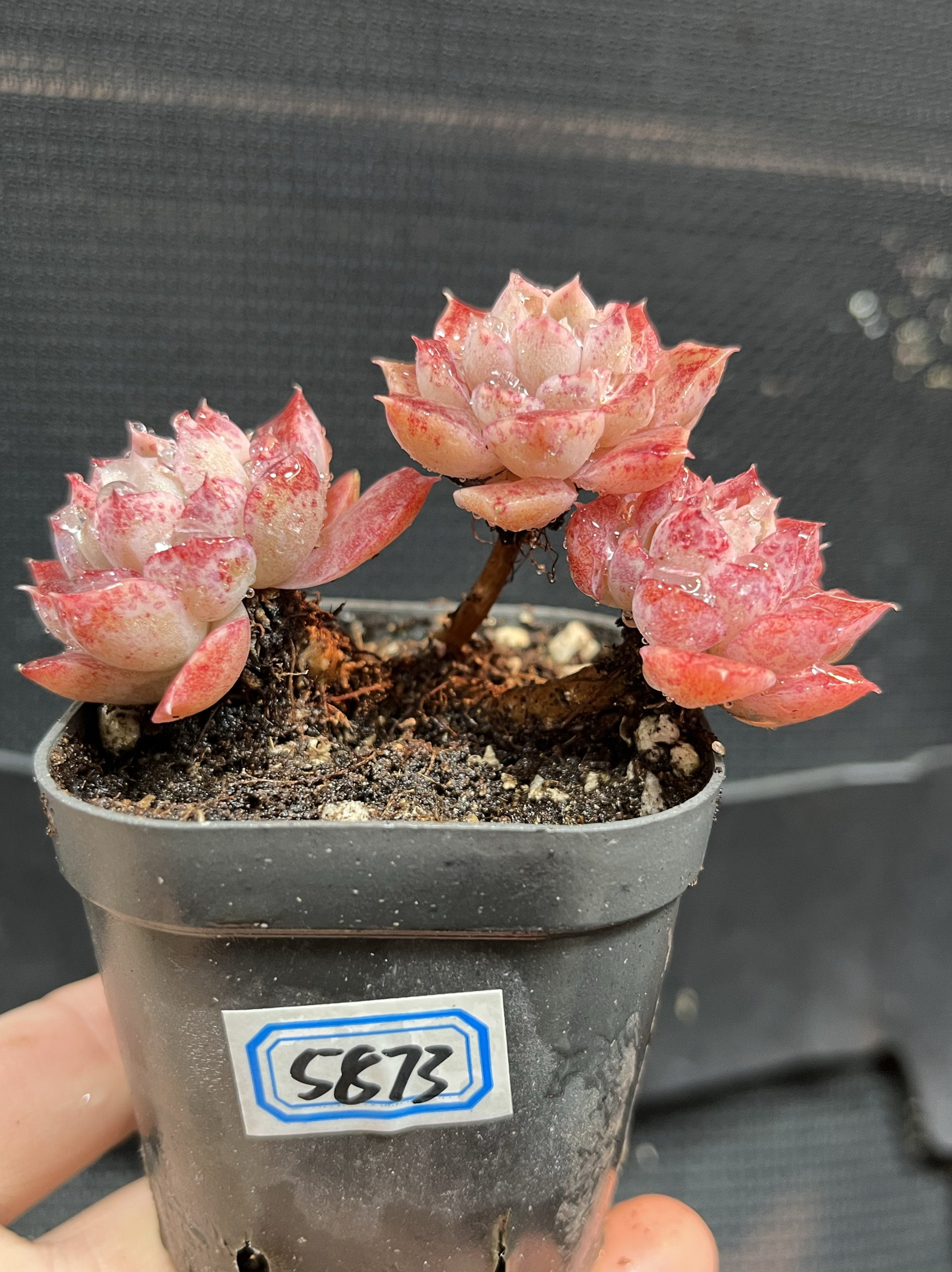 海琳娜杂精品稀有多肉植物粗腿拇指小老桩一物一拍