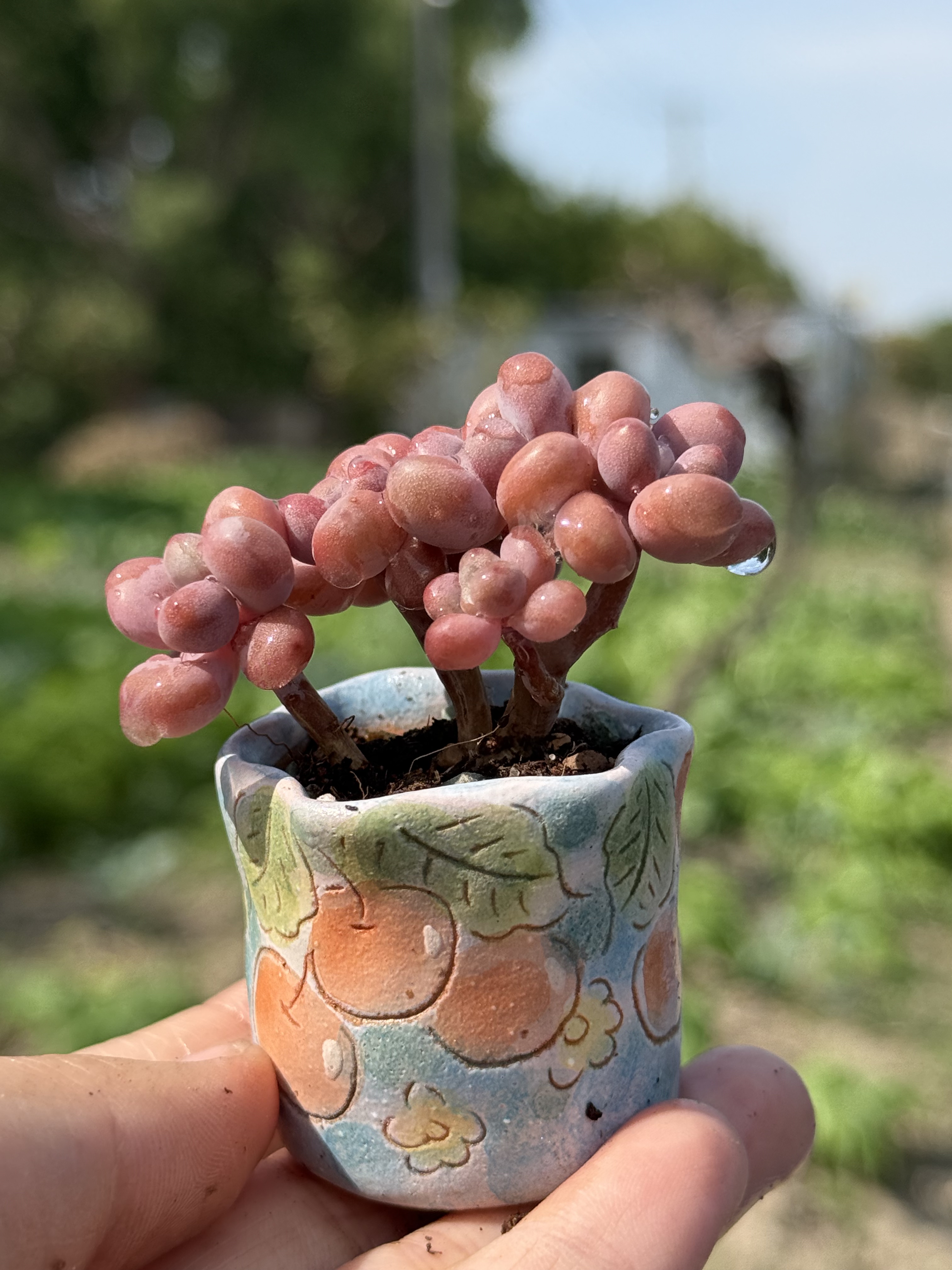 含盆 桃蛋圆叶桃蛋腰子蛋迷你小老桩多肉精控木质悬崖一物一拍